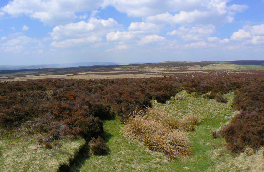 Totley Moor