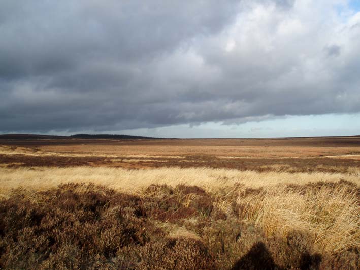 White Path Moss