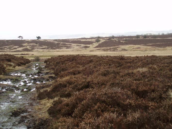 Longstone Moor