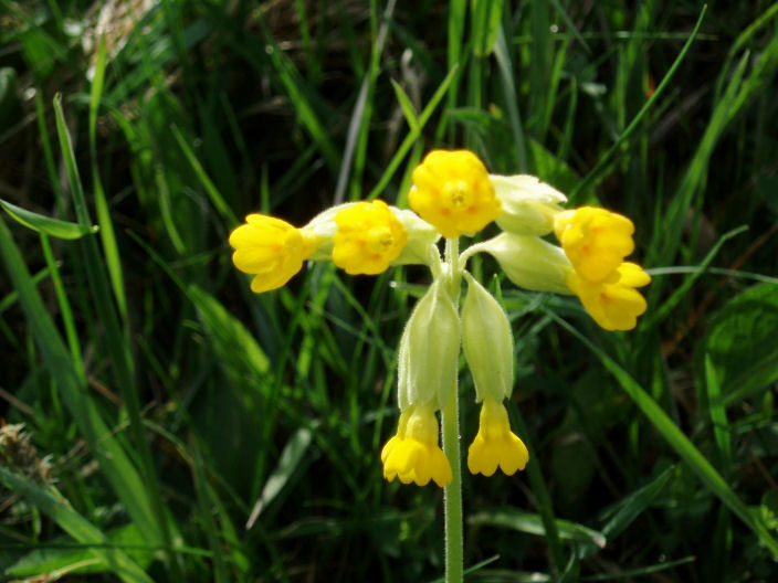 Cowslip