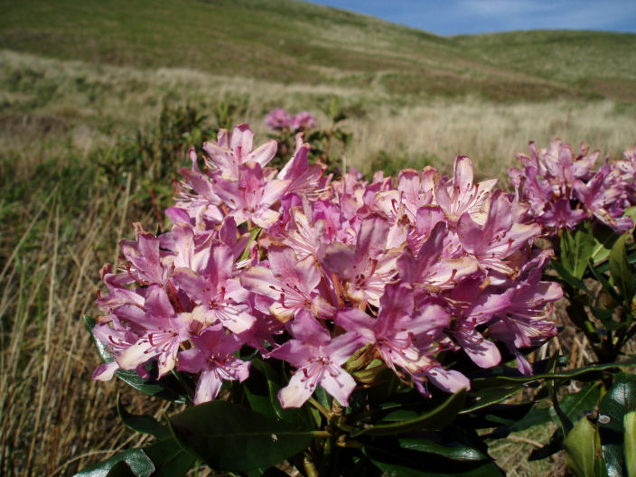 Rhododendron