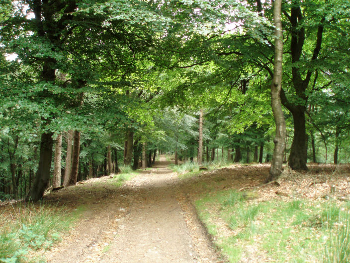 Ditch Clough Plantation