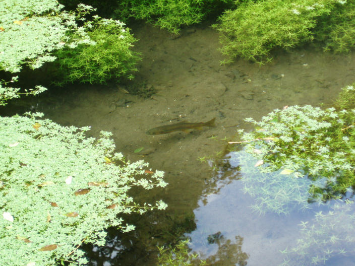 River Bradford