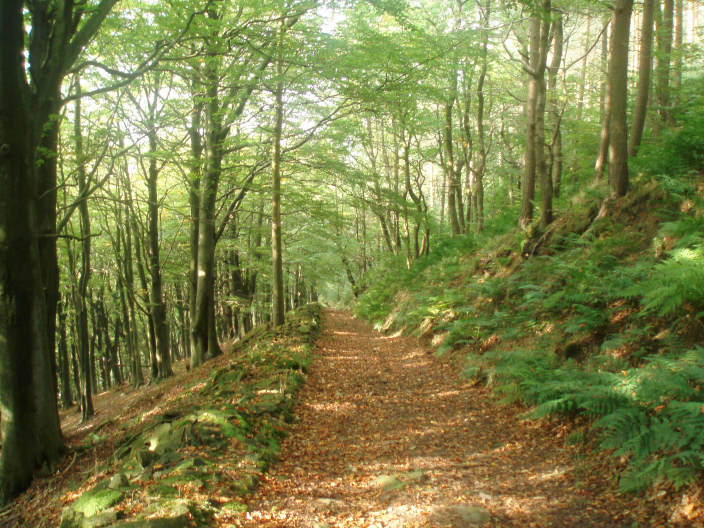 Grimbocar Wood