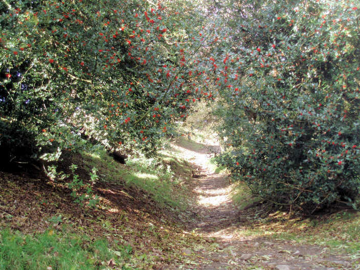 Footpath to Lose Hill