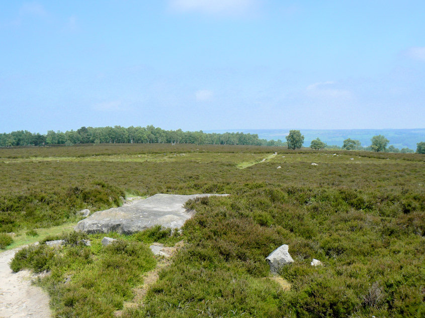 Stanton Moor Plantation