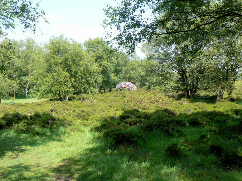 Stanton Moor Plantation