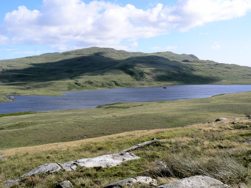 Yoadcastle and White Pike