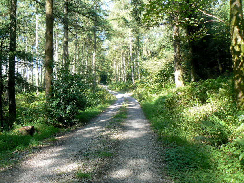 Blengdale Forest