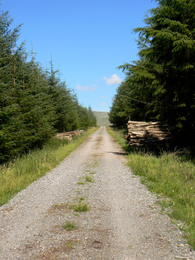 Blengdale Forest