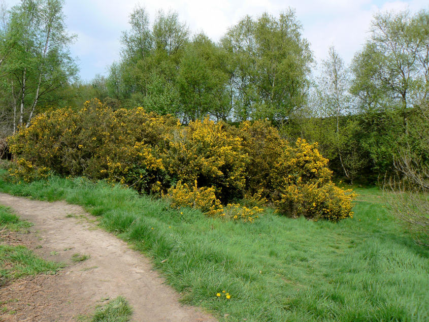 Old bomb crater