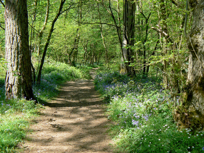 Miterdale Forest