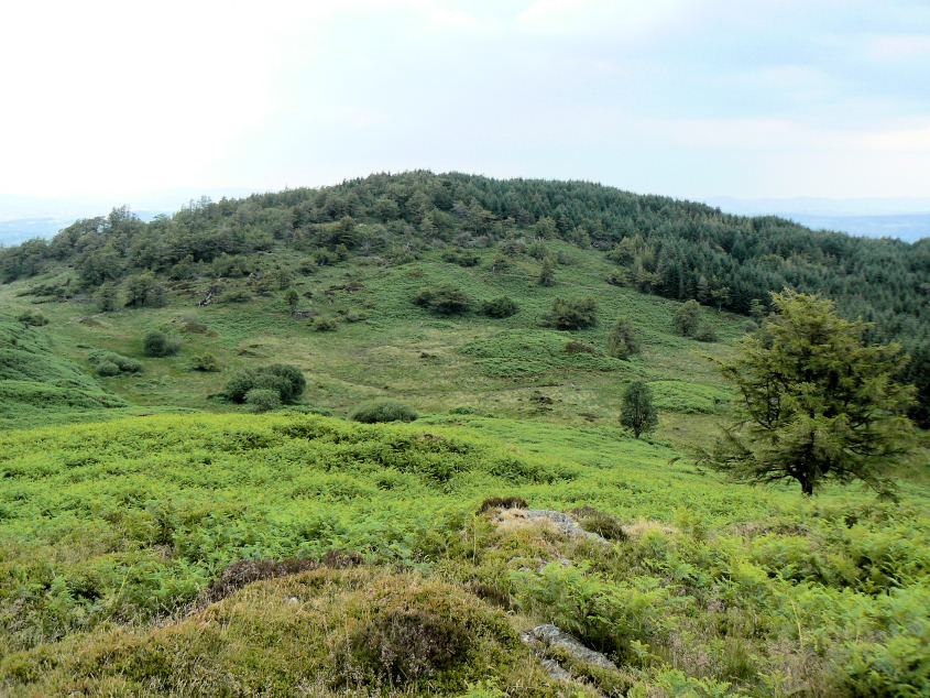 Birch Fell