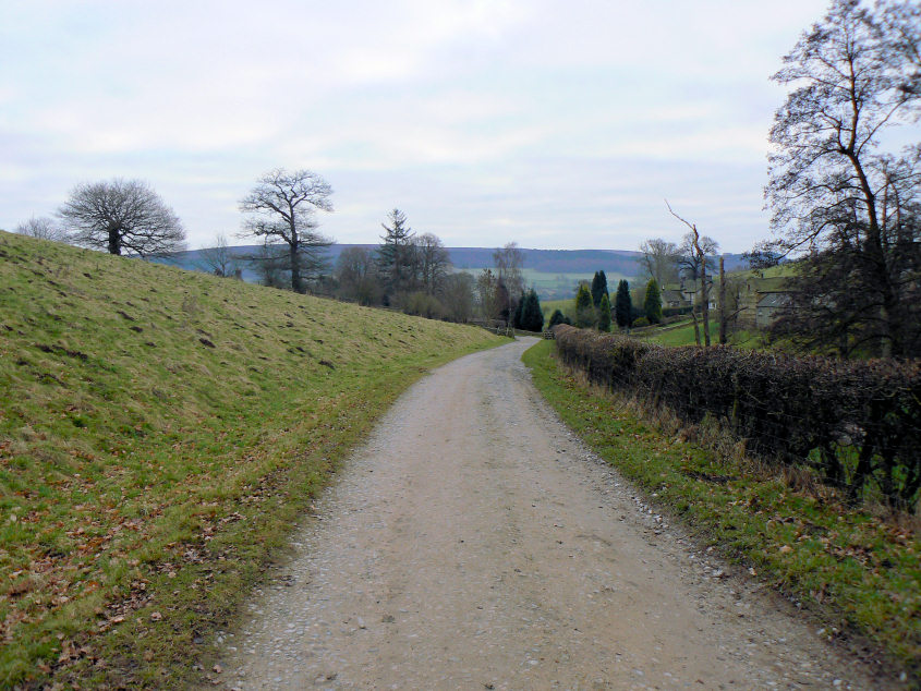 Limetree Wood & Falling Edge