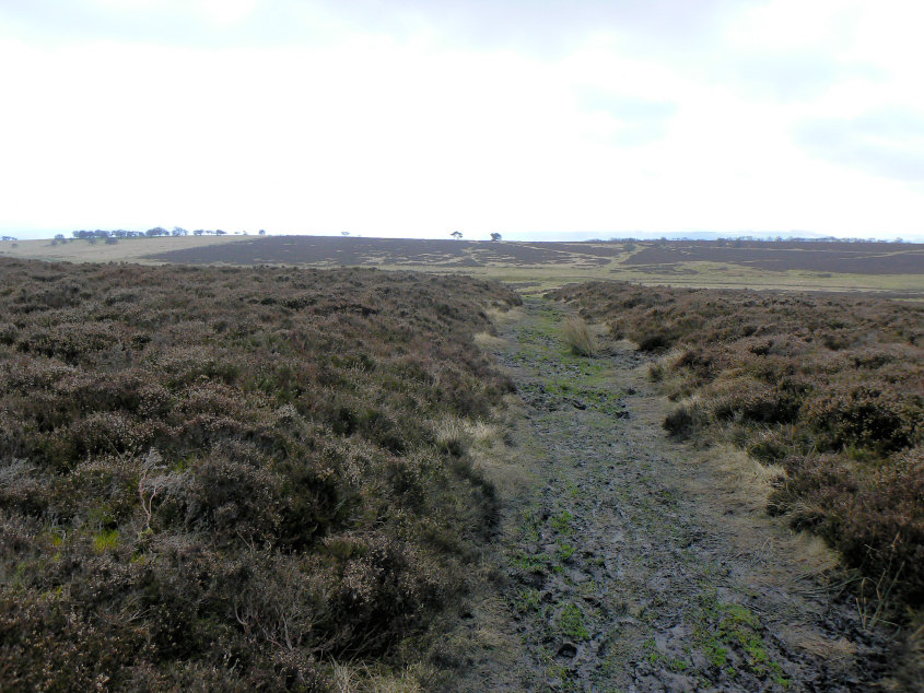 Longstone Moor