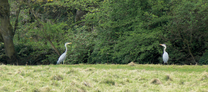 Dove Dale