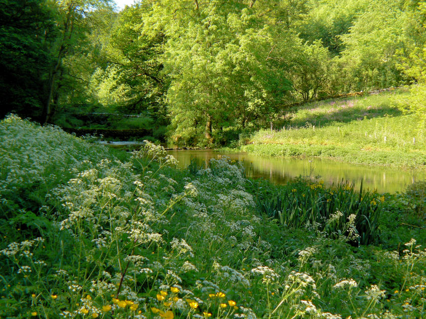 River Bradford