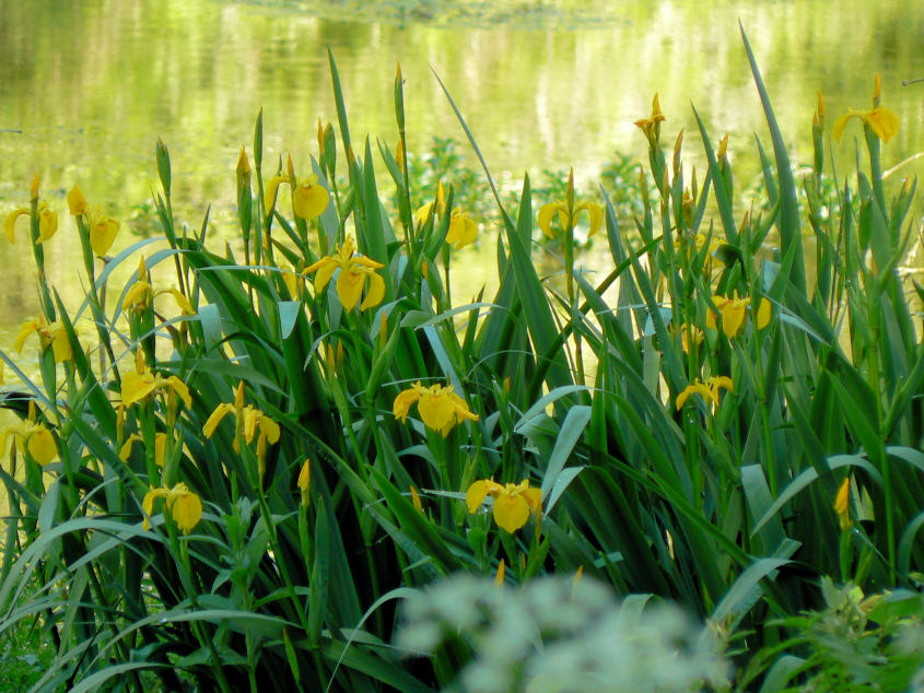 Yellow Flag Iris