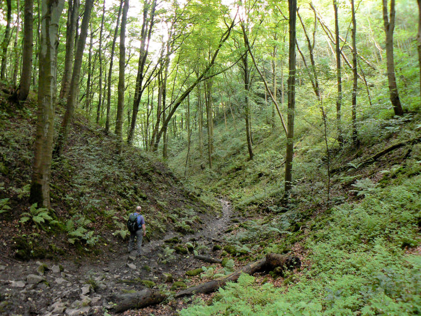 Little Shacklow Wood