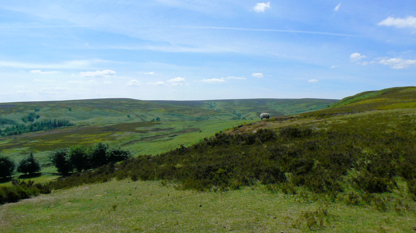 Rook Cabin Flat