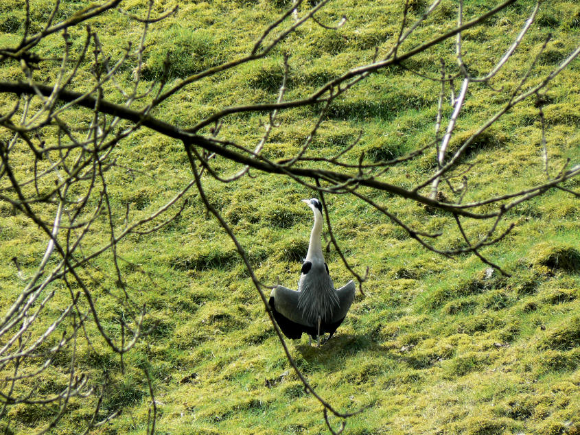 Heron