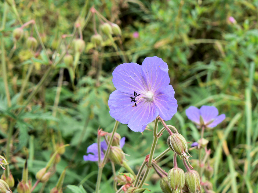 Geraniums