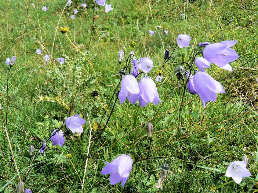 Harebells