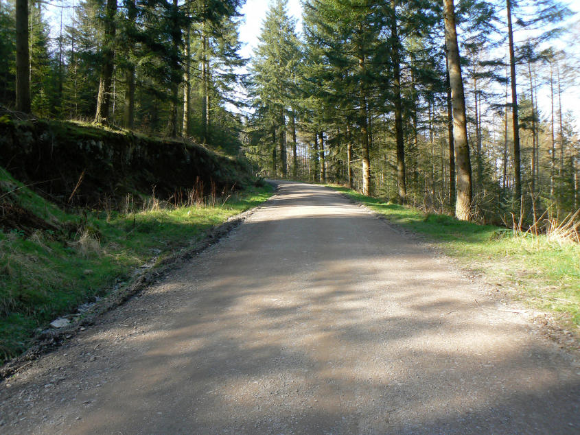 Grizedale Forest