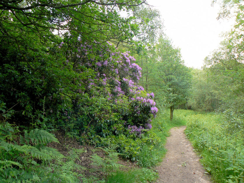 Agden Wood