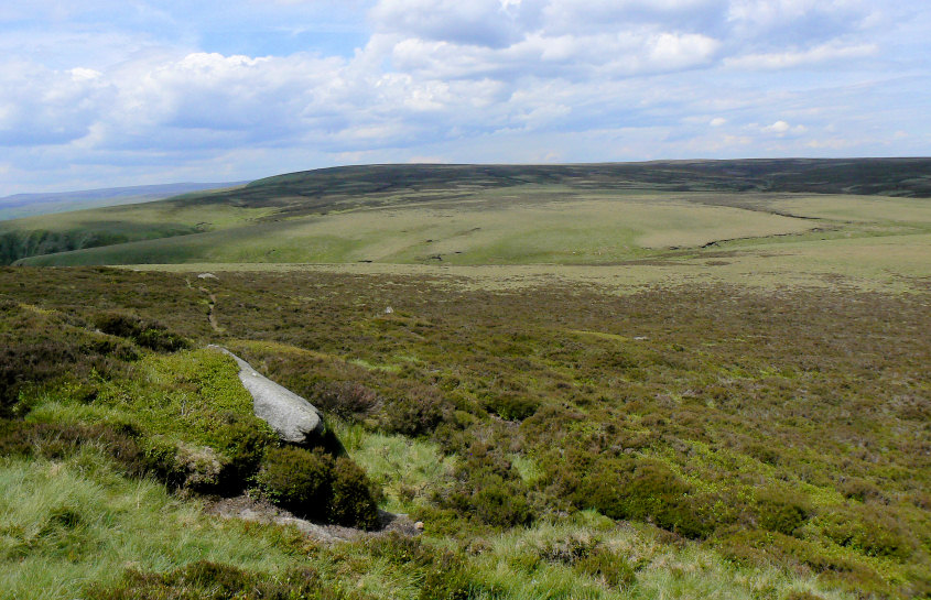 Featherbed Moss