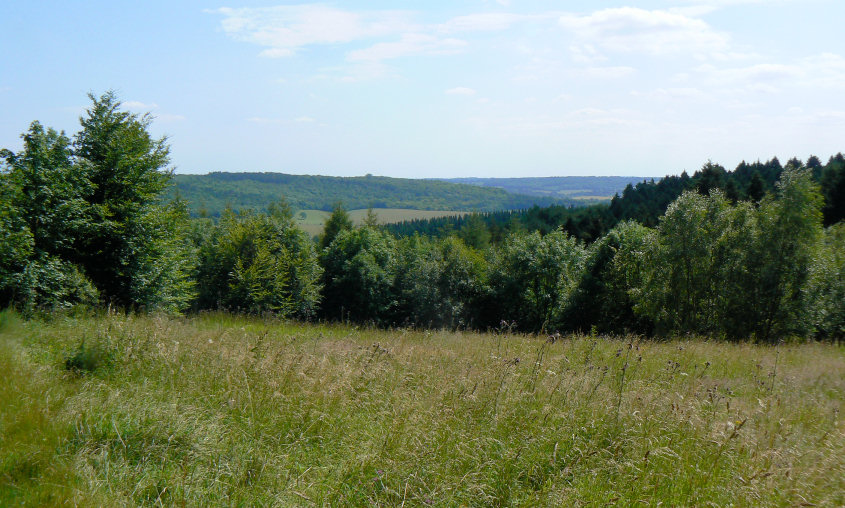 Wendover Woods