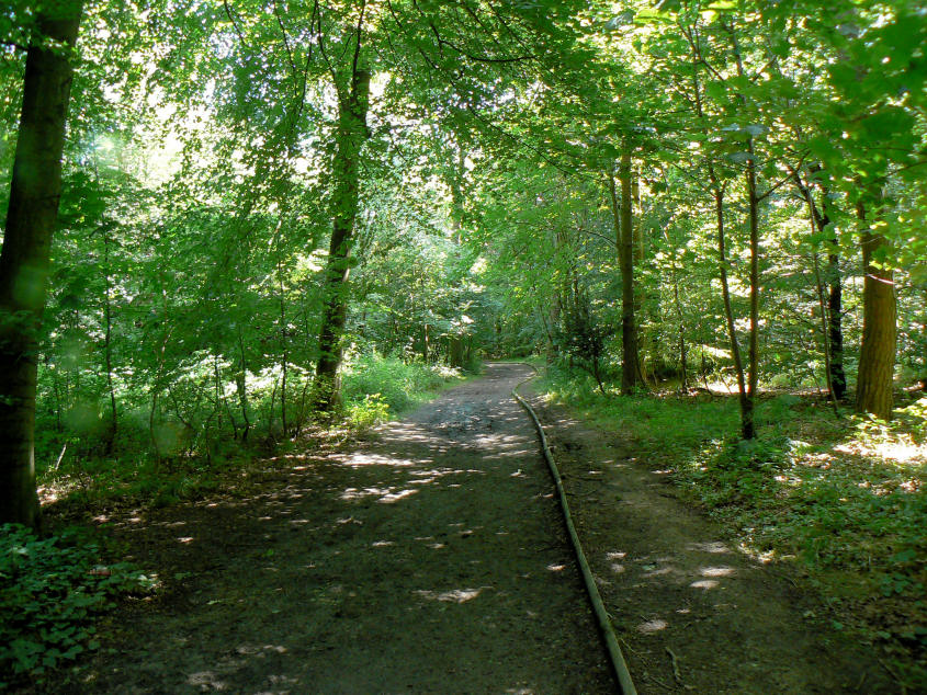 Wendover Woods