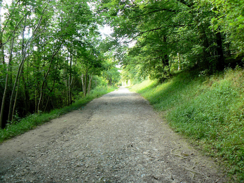 Wendover Woods