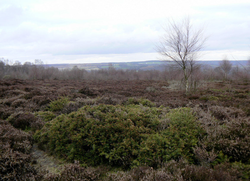 Stanton Moor