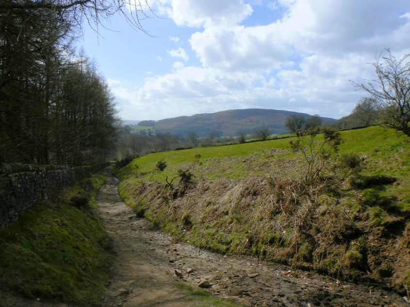 Lee Moor Wood