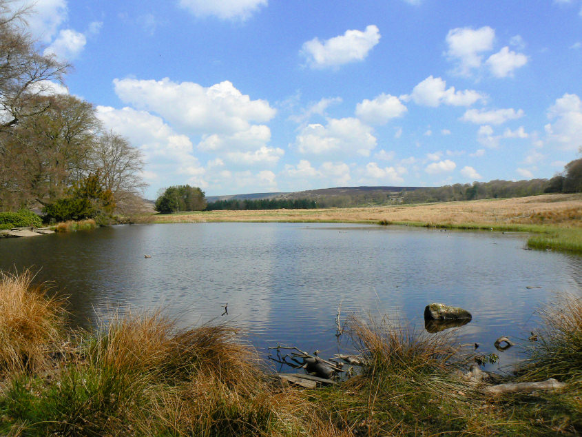 Longshaw Pond