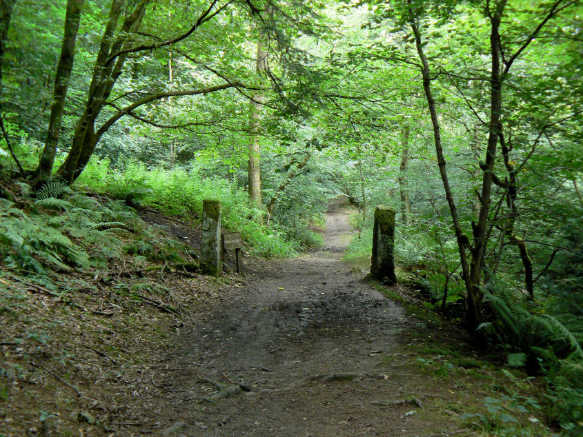 Halldale Wood