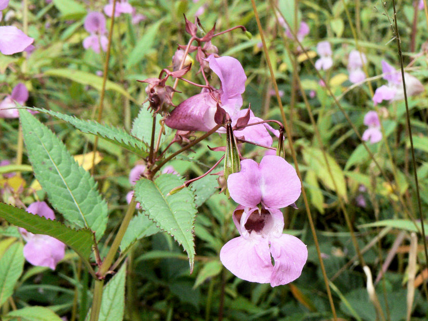 Himalayan Balsam