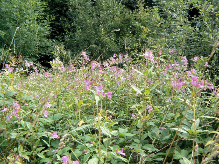 Himalayan Balsam