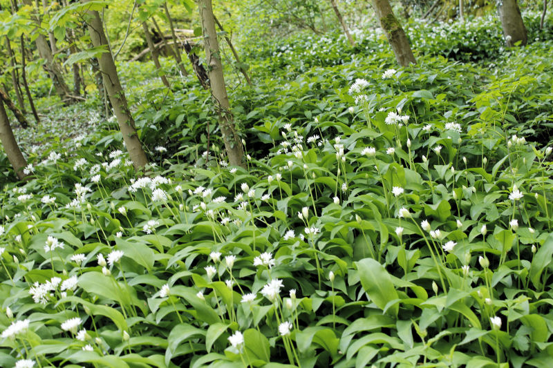 Wild Garlic