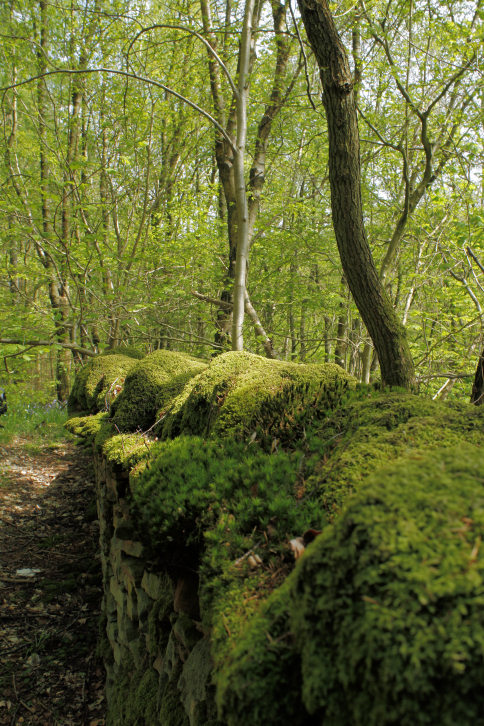 Abney Clough