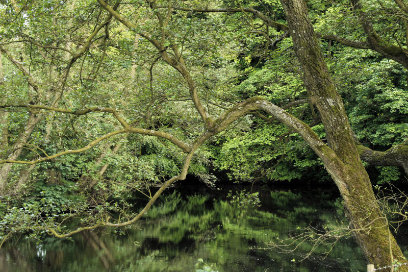 River Derwent