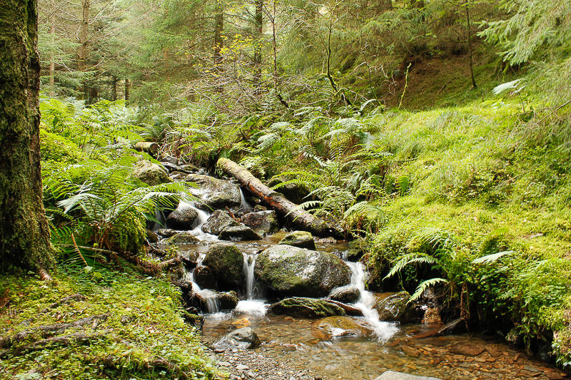 Comb Beck