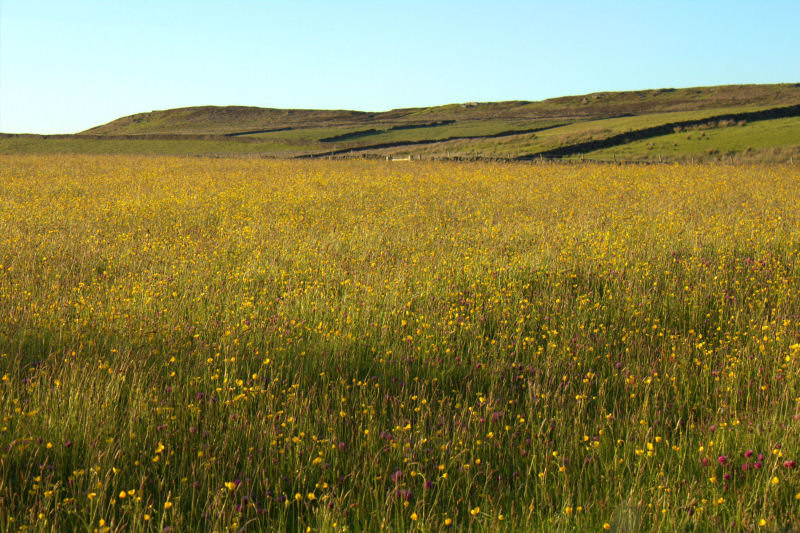 Buttercups