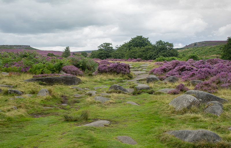 Lawrence Field