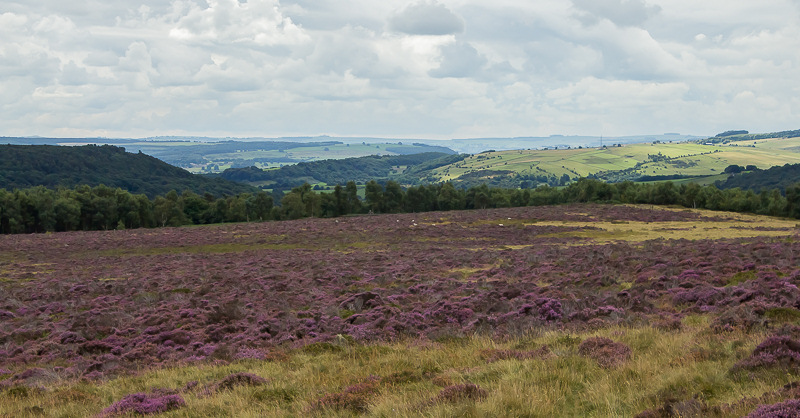 Lawrence Field