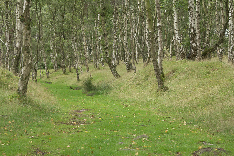 Bolehill Quarry