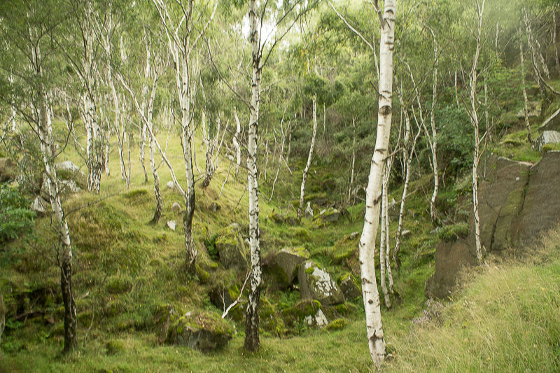 Bolehill Quarry