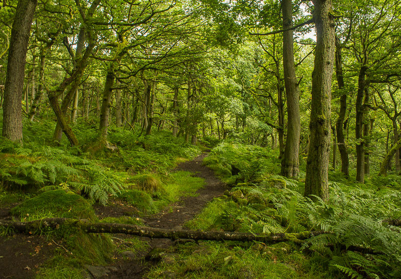 Padley Wood