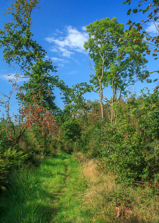 Infell Wood